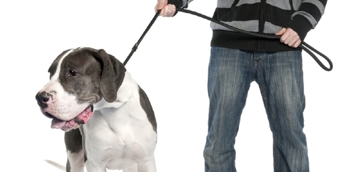 Podle soudu nese odpovědnost za psa osoba, která ho venčí, byť nemusí být jeho majitelem (ilustrační foto).