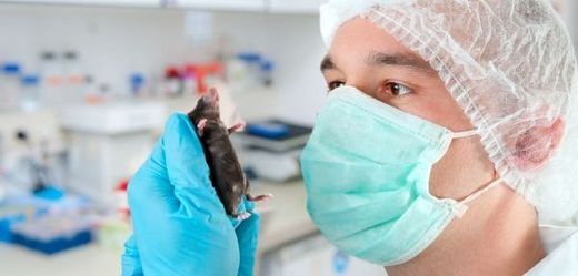 DNA vakcína používaná na myších je zcela úspěšná (ilustrační foto).