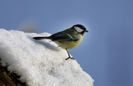 Výstava představí ptactvo, které u nás tráví zimu (ilustrační foto).
