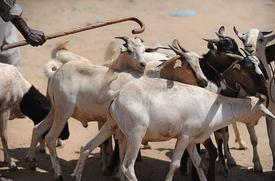 Kočovní chovatelé koz v Súdánu.