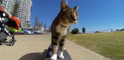 Kočka Didga ráda jezdí na skateboardu.