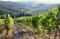 Vinný region Chianti Classico. (Foto: Shutterstock.com/Anna Biancoloto)