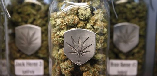 Zatímco v americkém Coloradu je marihuana legální, v Česku se k ní nedostanou ani pacienti.