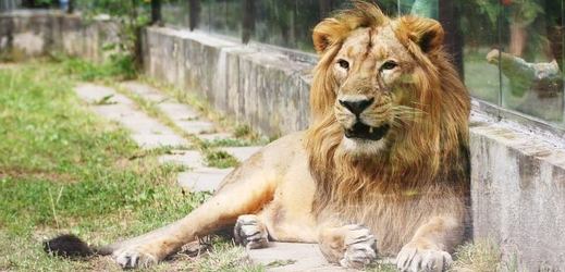 Brahma, lev indický ze zoologické zahrady ve Dvoře Králové.