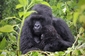 Výlet za gorilami do Konga. (Foto: Shutterstock.com)