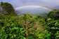 Výlet panamským Mlřným lesem. (Foto: Shutterstock.com)