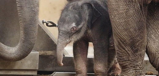 Mládě slona indického v ostravské zoo.