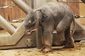 Zoo se rozhodla dočasně uzavřít sloní pavilon, aby zajistila matce Vishesh i slůněti klid.