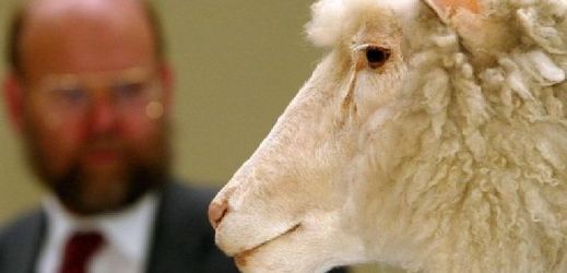 Nejznámějsím klonovaným zvířetem byla ovce Dolly. V pozadí její "tvůrce" Ian Wilmut.