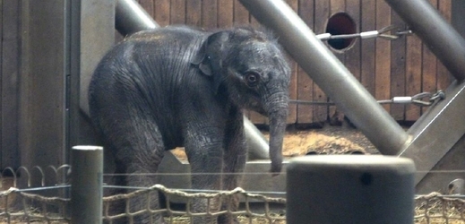 Slonímu mláděti hrozilo kvůli nedostatečně vyvinutému sacímu reflexu vyhladovění. 