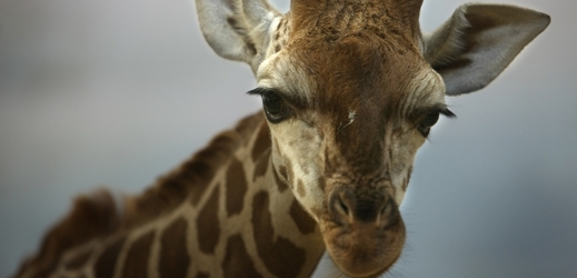 Mládě žirafy (ilustrační foto). 