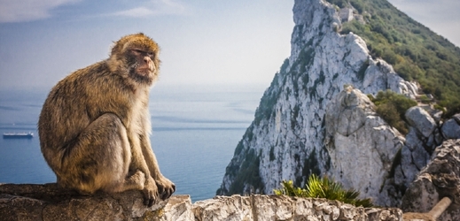 Makaků žijí na Gibraltaru asi dvě stovky.