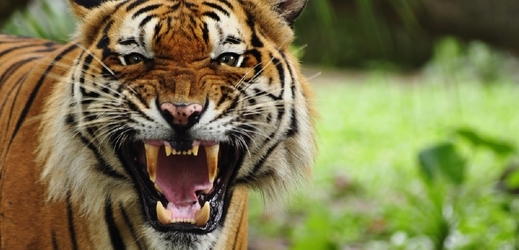 Tygřice se chytře vyhýbá nastraženým léčkám (ilustrační foto).