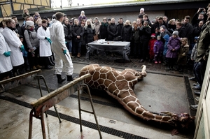 Děti se přišly podívat na porcování žirafáka Mariuse.