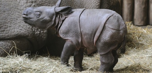 Mládě nosorožce se má k světu.
