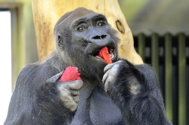 Gorilí samec Tadao v zoo ve Dvoře Králové.
