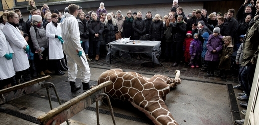 Mrtvý žirafí sameček Maurius.