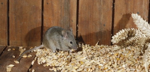 Myš domácí je oblíbené laboratorní zvíře.