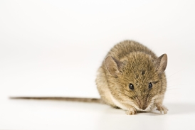 Myš je jeden z nejprozkoumanějších živých tvorů ve vesmíru.