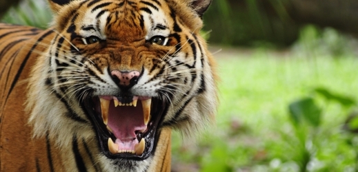 K Číňanově smůle tygrům nezachutnal (ilustrační foto).