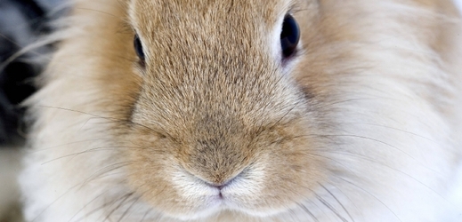 Japonský ostrov Okunošima je králičím rájem (ilustrační foto).