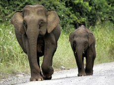 Vědci zkoumali slony indické.
