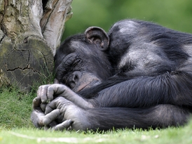 I šimpanzi si rádi pospí.