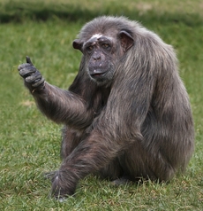 Krevnička třetidenní nemá problém přežít v těla šimpanze učenlivého (ilustrační foto).