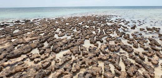 Nejstarší fosilní svědectví života na Zemi jsou stromatolity, tedy vápencové útvary vytvořené bakteriemi, které jsou staré asi 3,4 miliardy let.