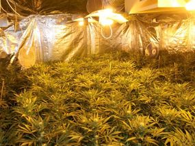 Pěstování marihuany pod umělým osvětlením má policie plné zuby.