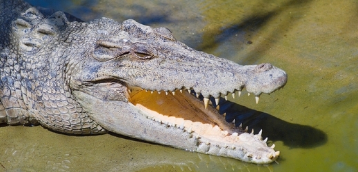 Krokodýl mořský vyklidil pláž (ilustrační foto).