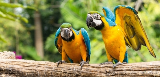 Papoušci jsou oblíbenými domácími mazlíčci (ilustrační foto).