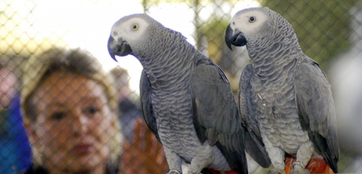 Papoušci šedí jsou oblíbená domácí zvířátka.