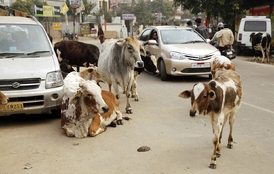 V Indii jsou krávy posvátné.