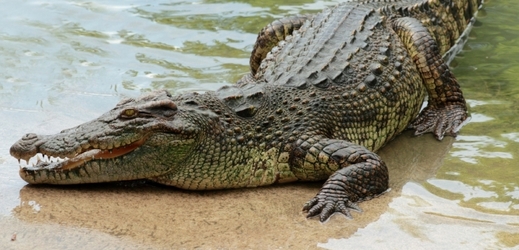Krokodýl prohrál a byl sežrán (ilustrační foto).