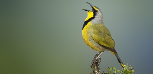 Na světě existuje několik tisíc druhů zpěvných ptáků (ilustrační foto).