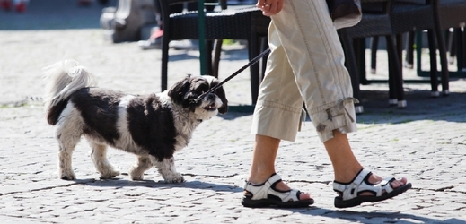 Psi v Barceloně musí chodit nově na vodítku (ilustrační foto).