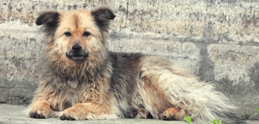 Psi na Berounsku se stávají terčem brutálního vraha (ilustrační foto).