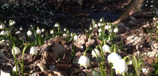 Procházející sobotním lesem v Mladých Bucích v Krkonoších místo tradiční sněhové pokrývky přivítala bílá záplava jarních bledulí.