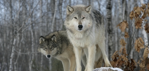 Lov vlků je citlivou otázkou ve Švédsku, stejně jako v dalších evropských zemích, kde byla tato šelma v posledních desetiletích znovu vysazena a těší se ochraně Evropské unie (ilustrační foto).