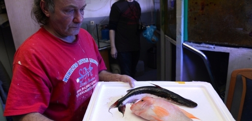 Pracovník Mořského světa ukazuje novinářům uhynulé ryby.