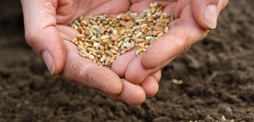 Semínkový zákon mohl zbytečně komplikovat život zemědělcům (ilustrační foto).