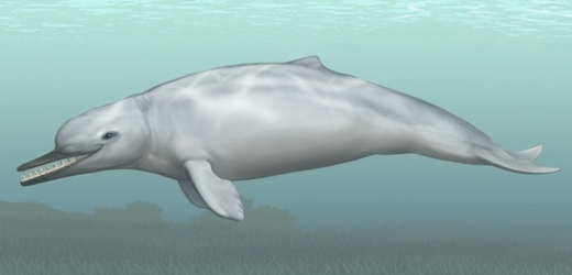 Takhle mohla vypadat osmadvacet milionů let stará velryba Cotylocara macei.