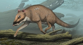 Jedním z předků dnešních kytovců mohl být Indohyus, který žil před 48 miliony let.
