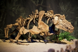 I takové exponáty představí výstava Dinosarium.