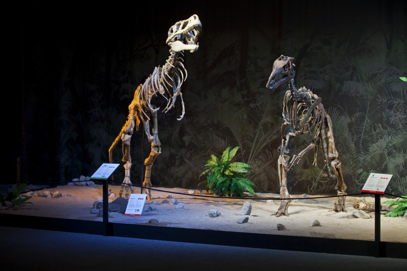 Unikátní výstava představuje část jedné z nejucelenějších paleontologických sbírek na světě.