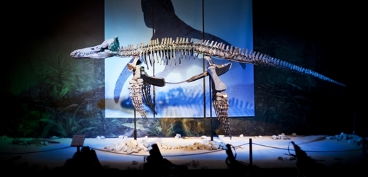 Výstava je uspořádana způsobem, který byl zatím k vidění jen ve Švédsku. Návštěvníci si mohou vystevené skelety prohlédnout ze všech stran.