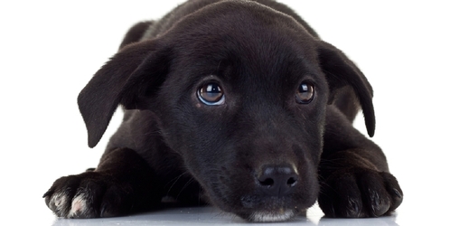 Adoptované štěně zachránilo svým majitelům život (ilustrační foto).