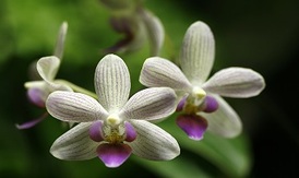 Botanická zahrada láká aktuálně na výstavu orchidejí.