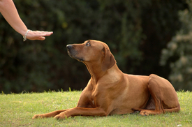 Trénovaní psi prý dokážou rakovinu odhalit již v raném stadiu, a to s úspěšností až 90 procent (ilustrační foto). 